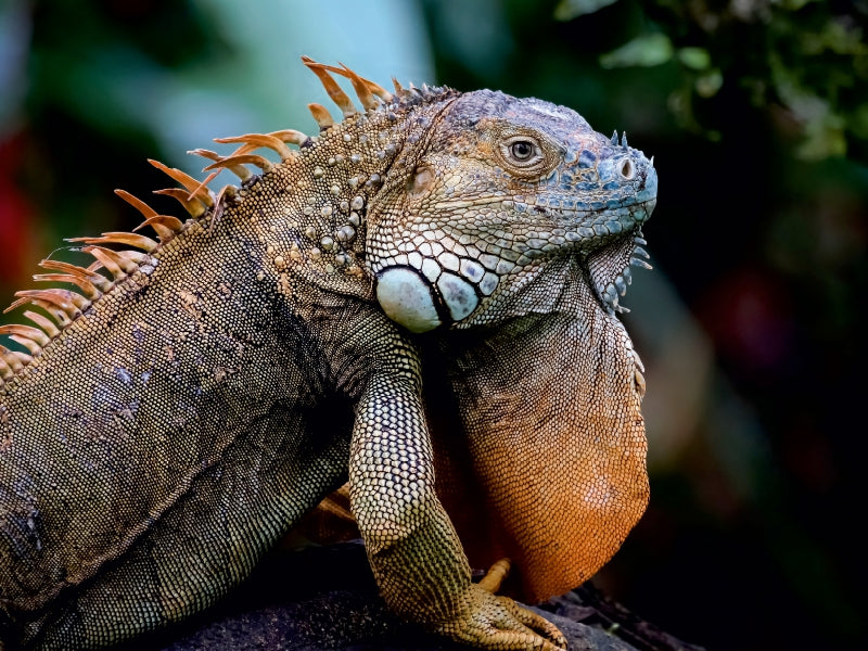 Grüner Leguan (Iguana iguana) 1000 Teile Puzzle quer - CALVENDO Foto-Puzzle'