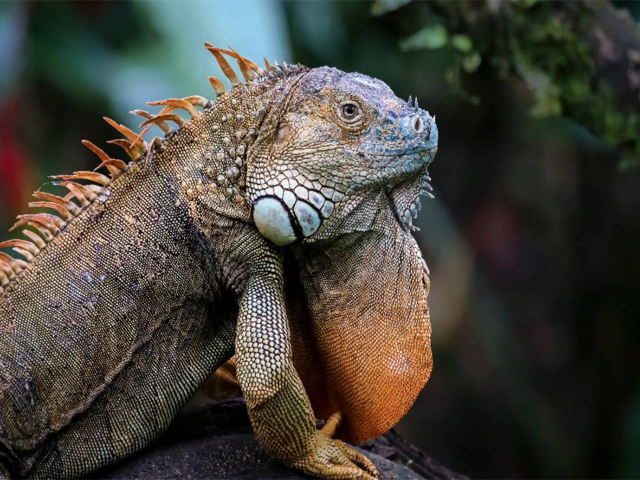 Grüner Leguan (Iguana iguana) - CALVENDO Foto-Puzzle'
