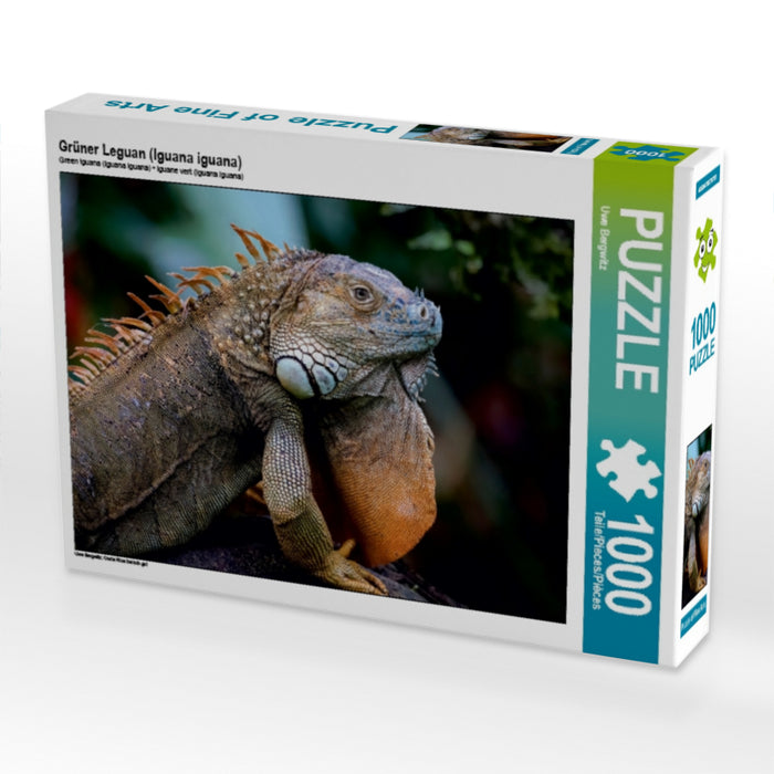 Grüner Leguan (Iguana iguana) 1000 Teile Puzzle quer - CALVENDO Foto-Puzzle'