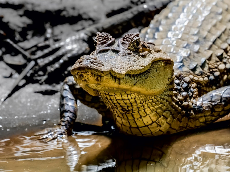Brillenkaiman (Caiman crocodilus) 1000 Teile Puzzle quer - CALVENDO Foto-Puzzle'