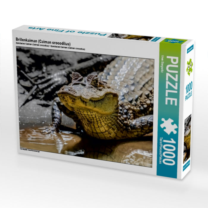 Brillenkaiman (Caiman crocodilus) 1000 Teile Puzzle quer - CALVENDO Foto-Puzzle'