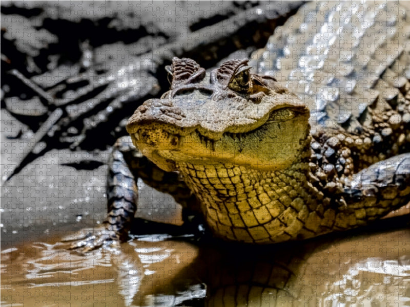 Brillenkaiman (Caiman crocodilus) 1000 Teile Puzzle quer - CALVENDO Foto-Puzzle'