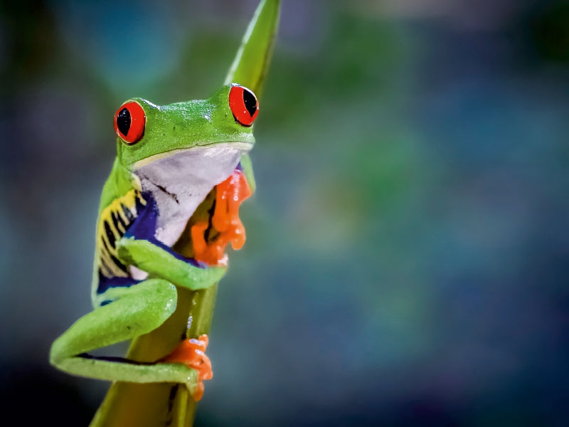 Rotaugenlaubfrosch (Agalychnis callidryas) 1000 Teile Puzzle quer - CALVENDO Foto-Puzzle'