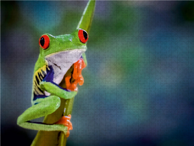 Rotaugenlaubfrosch (Agalychnis callidryas) 1000 Teile Puzzle quer - CALVENDO Foto-Puzzle'