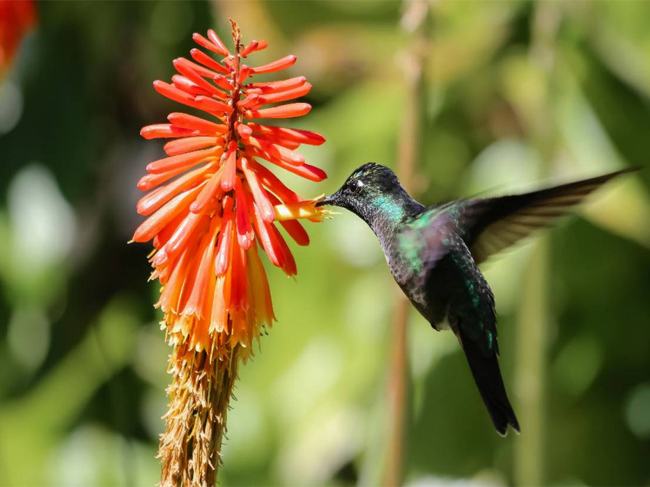 Violettkron-Brilliantkolibri (Eugenes fulgens) - CALVENDO Foto-Puzzle'