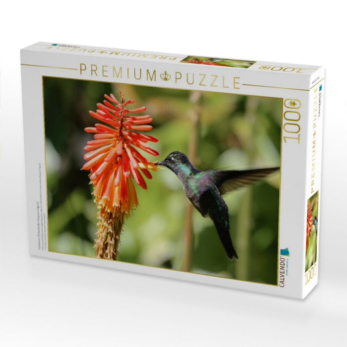 Violettkron-Brilliantkolibri (Eugenes fulgens) - CALVENDO Foto-Puzzle'