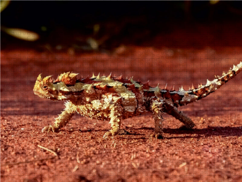 Dornteufel im australischen Outback 1000 Teile Puzzle quer - CALVENDO Foto-Puzzle'