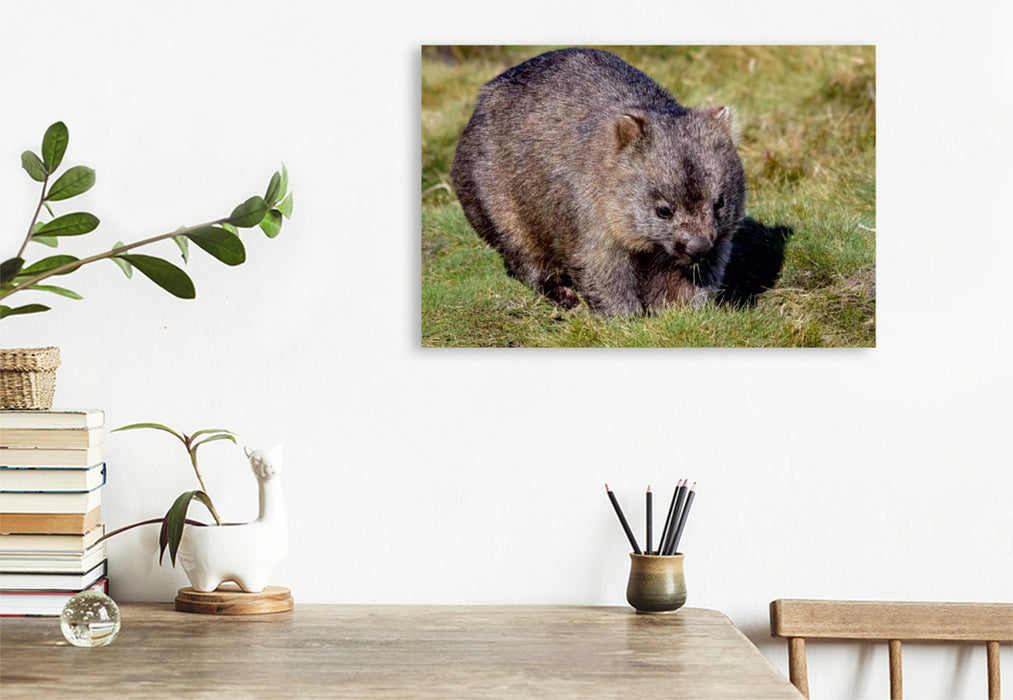 Toile textile premium Toile textile premium 120 cm x 80 cm paysage Wombat à nez nu (Vombatus Ursinus) 