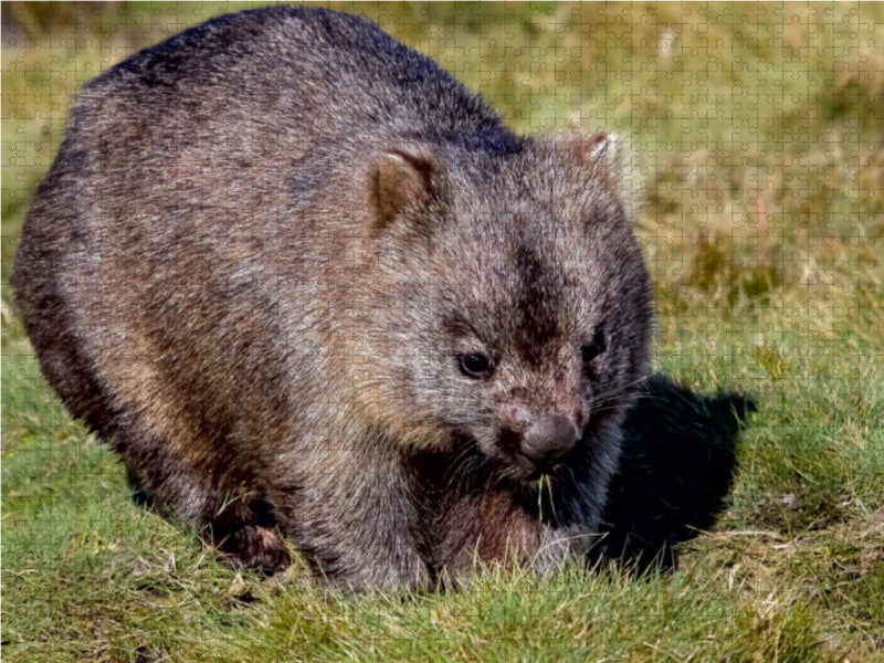 Nacktnasenwombat (Vombatus Ursinus) 1000 Teile Puzzle quer - CALVENDO Foto-Puzzle'