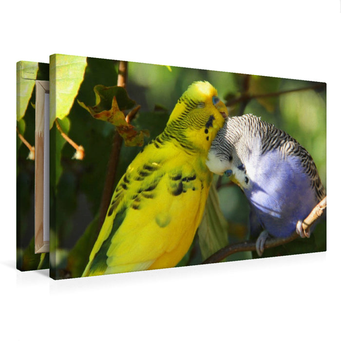 Premium Textil-Leinwand Wellensittich Freunde