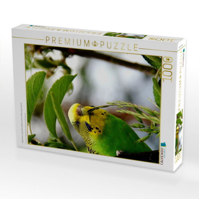 Wellensittich - glückliche Wellihenne bei der Nahrungsaufnahme! - CALVENDO Foto-Puzzle'