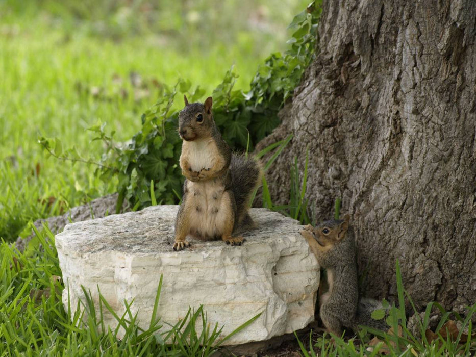 Squirl mit Baby - CALVENDO Foto-Puzzle'