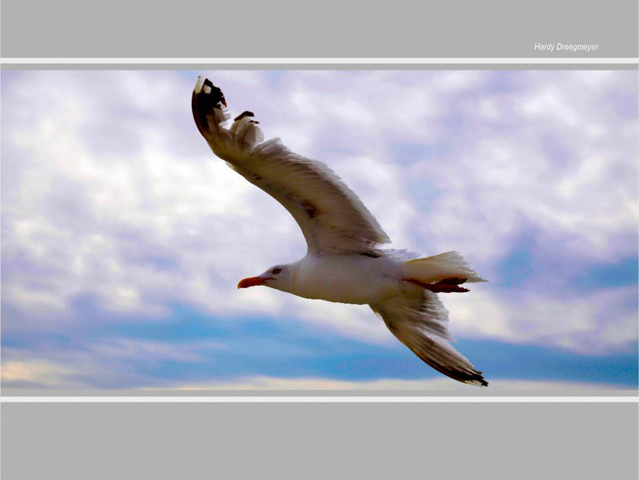 Möwe im Flug - CALVENDO Foto-Puzzle'