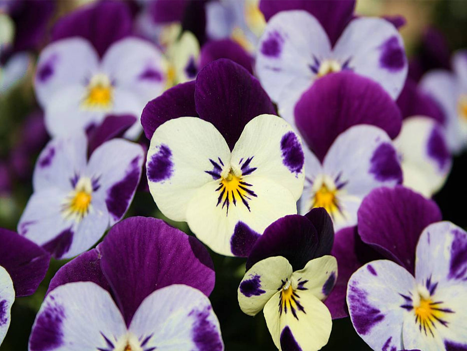 Hornveilchen - CALVENDO Foto-Puzzle'