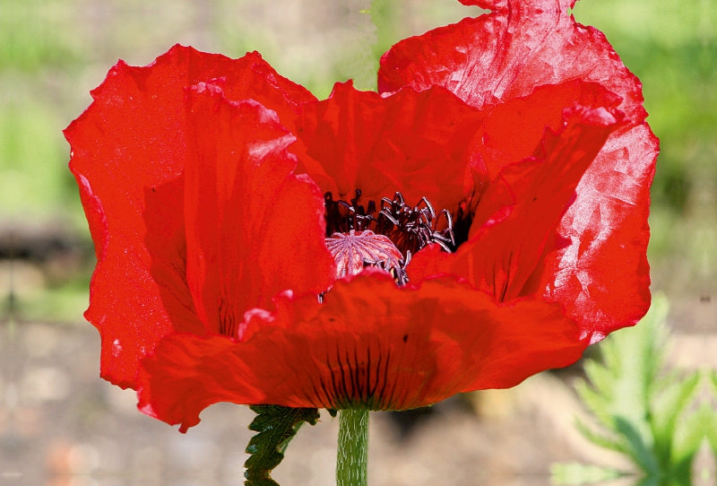 Premium Textil-Leinwand Mohnblüte im Sonnenlicht