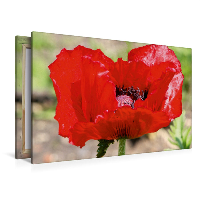 Premium Textil-Leinwand Mohnblüte im Sonnenlicht