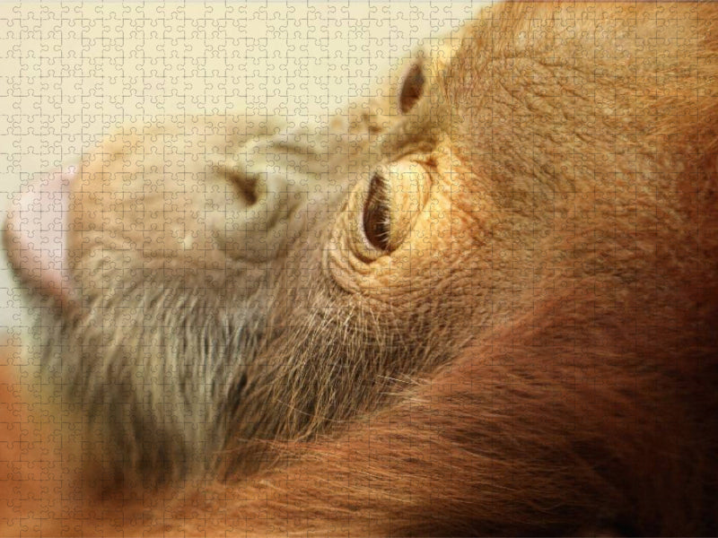 Kleiner träumender Affe - CALVENDO Foto-Puzzle'