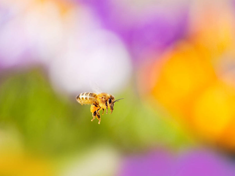 Abeille dans le champ de crocus - Puzzle photo CALVENDO 