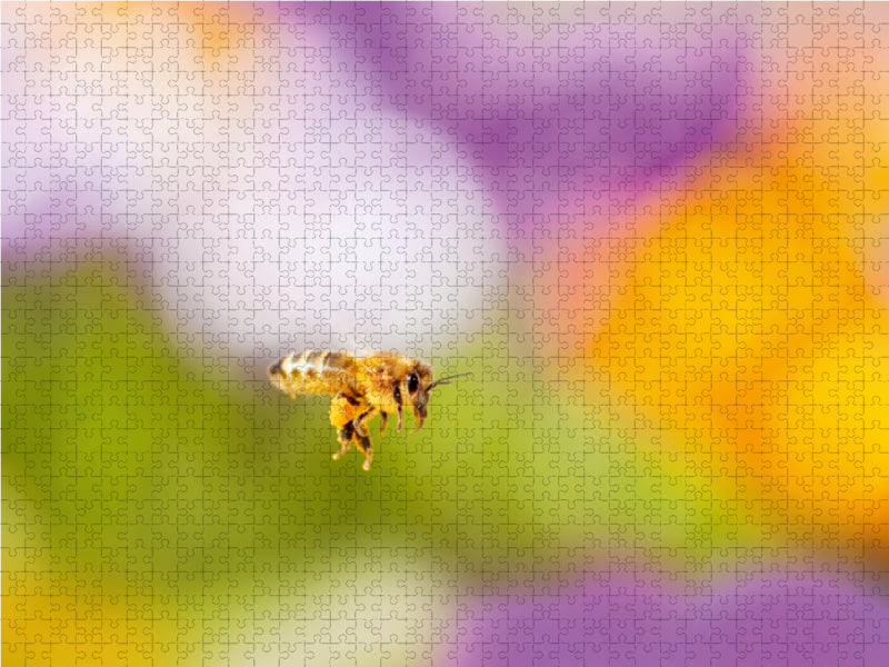 Biene im Krokusfeld 1000 Teile Puzzle quer - CALVENDO Foto-Puzzle'