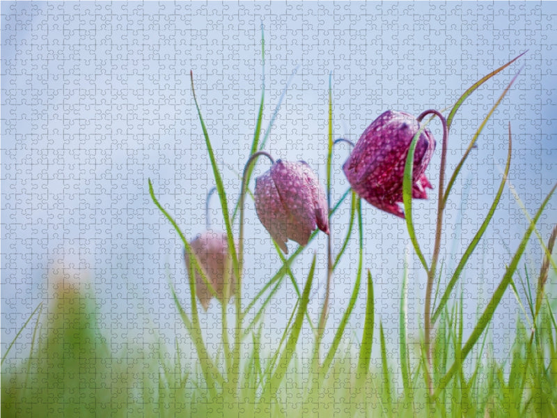 Schachbrettblumen in Ziesar 1000 Teile Puzzle quer - CALVENDO Foto-Puzzle'