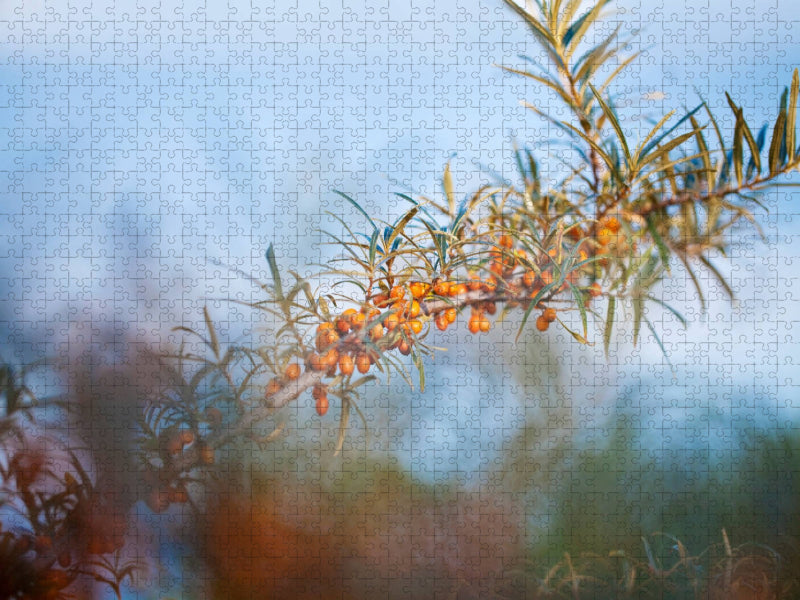 Sanddorn - CALVENDO Foto-Puzzle'
