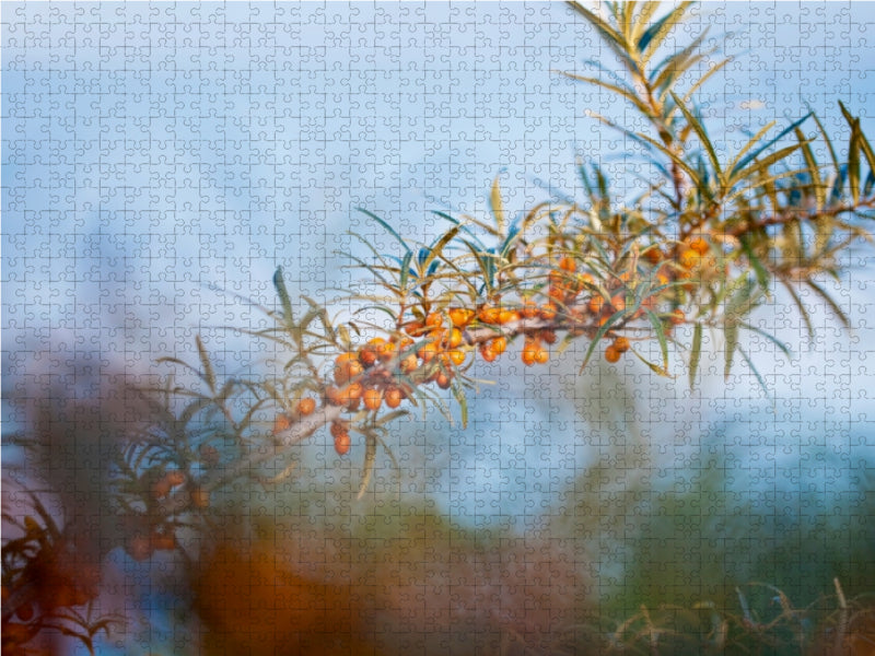 Sanddorn 1000 Teile Puzzle quer - CALVENDO Foto-Puzzle'