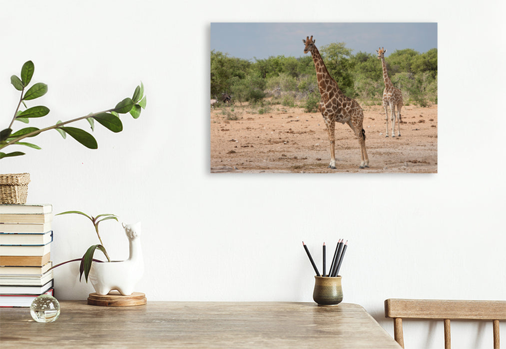 Toile textile premium Toile textile premium 120 cm x 80 cm paysage Girafes dans le parc national d'Etosha 
