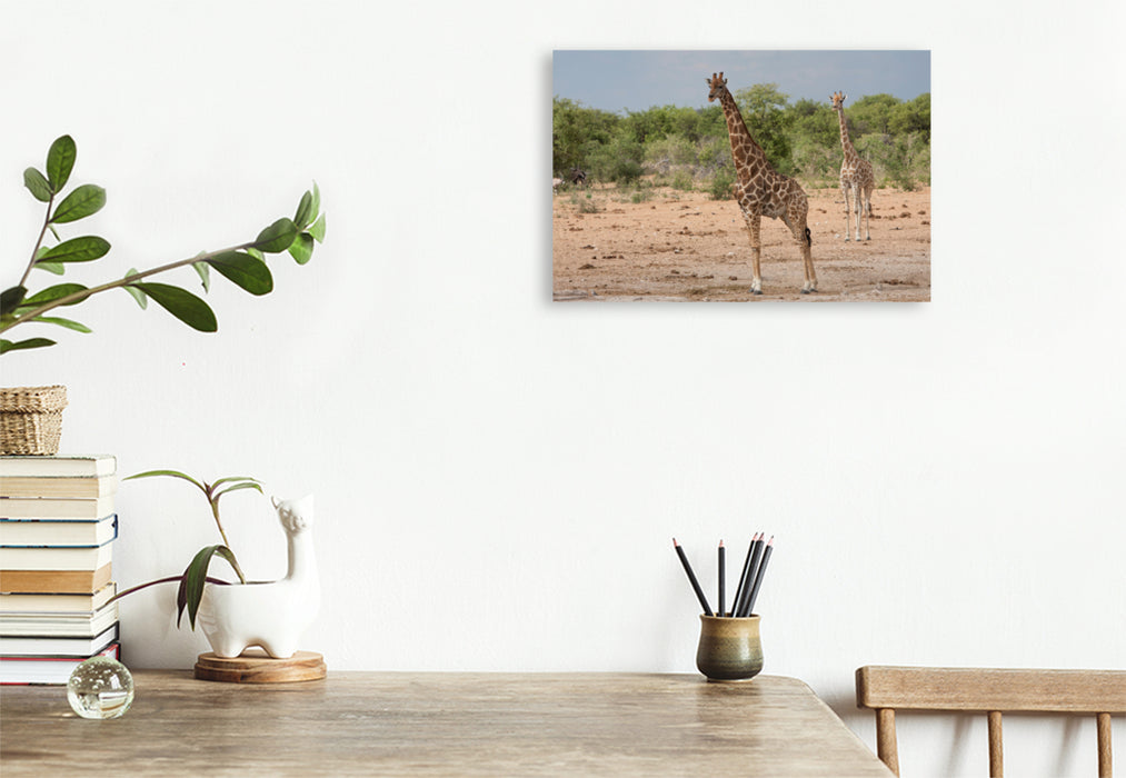 Toile textile premium Toile textile premium 120 cm x 80 cm paysage Girafes dans le parc national d'Etosha 