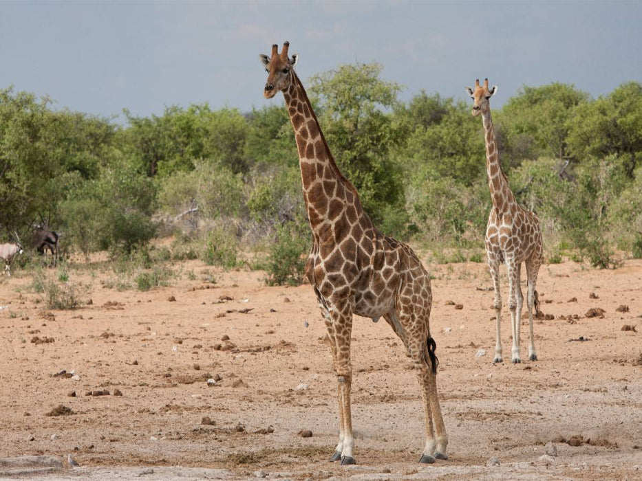 Giraffen im Etosha Nationalpark - CALVENDO Foto-Puzzle'