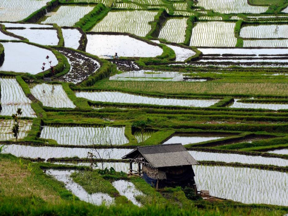 Jatiluwih Reisfelder - CALVENDO Foto-Puzzle'