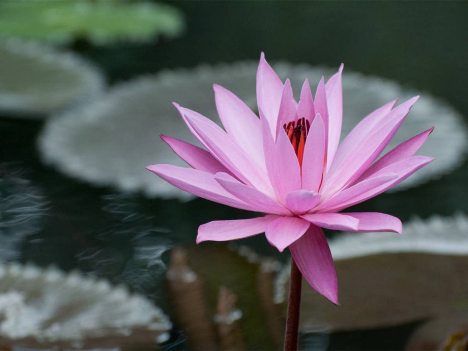 Februar - CALVENDO Foto-Puzzle'