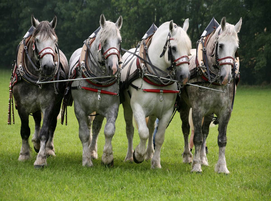 Ein starkes Gespann - CALVENDO Foto-Puzzle'