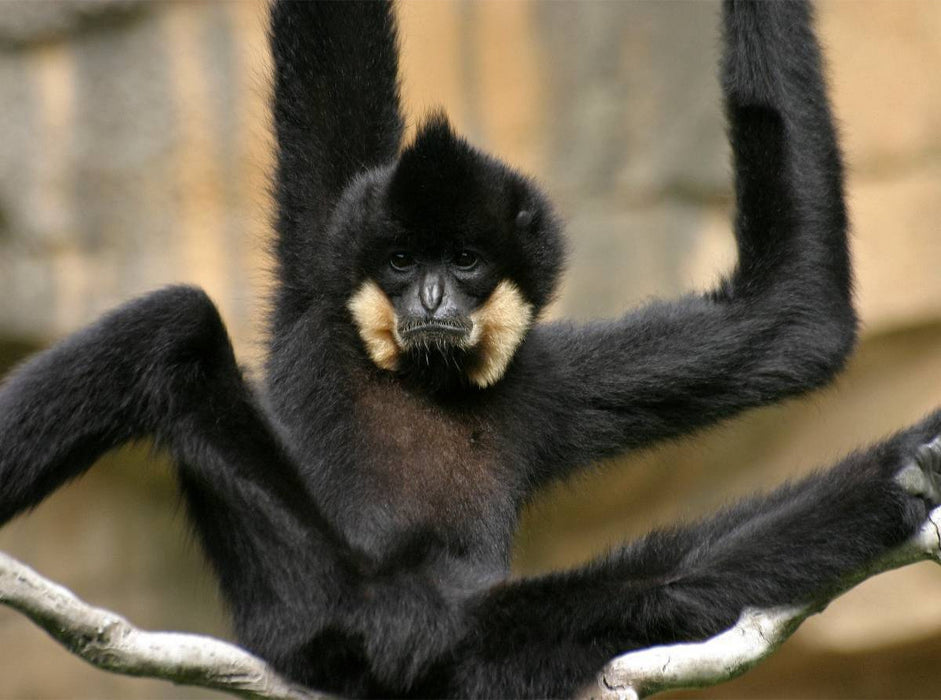 Schwarzer Gibbon - CALVENDO Foto-Puzzle'