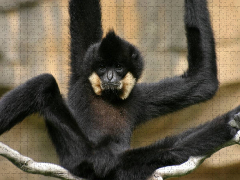 Schwarzer Gibbon - CALVENDO Foto-Puzzle'