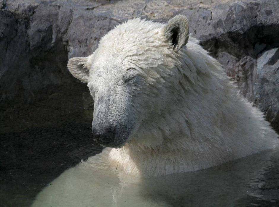 Müder Eisbär - CALVENDO Foto-Puzzle'