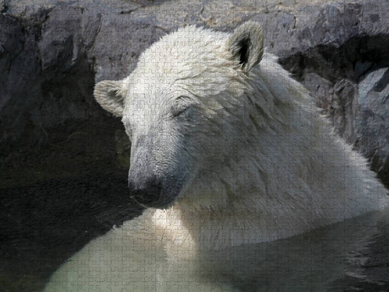 Müder Eisbär - CALVENDO Foto-Puzzle'