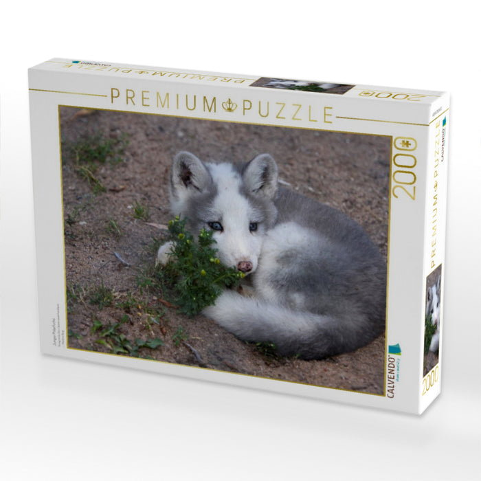 Junger Polarfuchs - CALVENDO Foto-Puzzle'