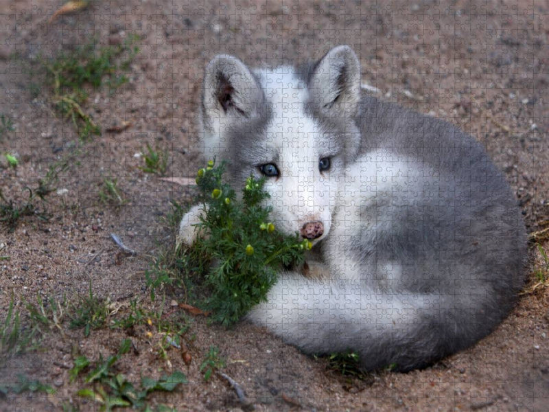 Junger Polarfuchs - CALVENDO Foto-Puzzle'