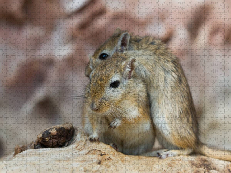 Kuschelstunde - CALVENDO Foto-Puzzle'