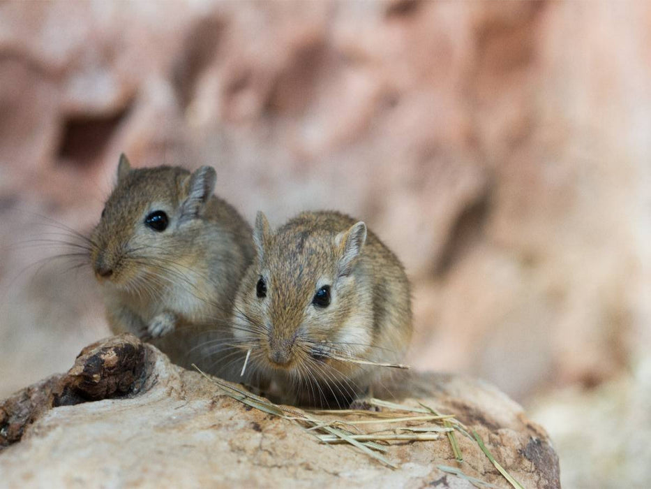Mongolisches Rennmaus-Pärchen - CALVENDO Foto-Puzzle'