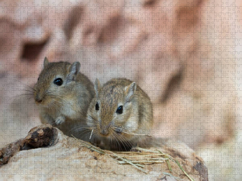 Mongolisches Rennmaus-Pärchen - CALVENDO Foto-Puzzle'