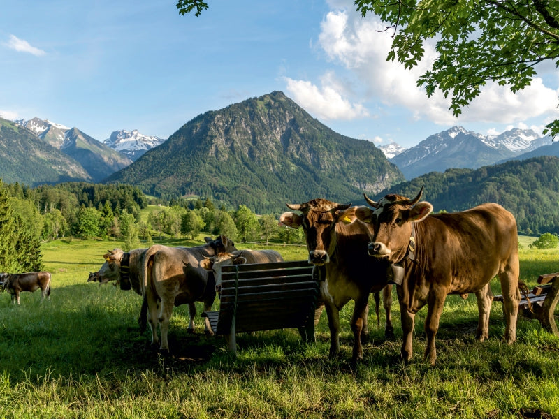 Allgäu Brown Swiss - CALVENDO photo puzzle 