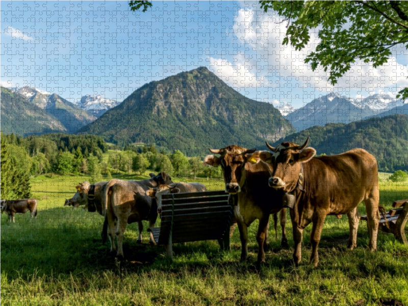 Allgäu Brown Swiss - CALVENDO photo puzzle 