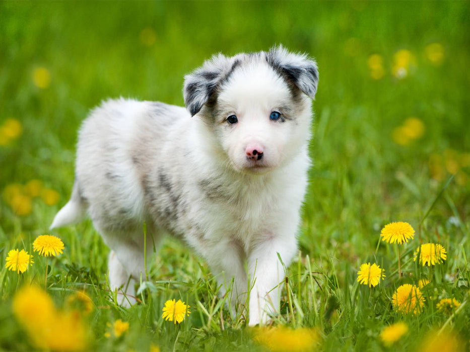 Border Collie im Löwenzahn - CALVENDO Foto-Puzzle'