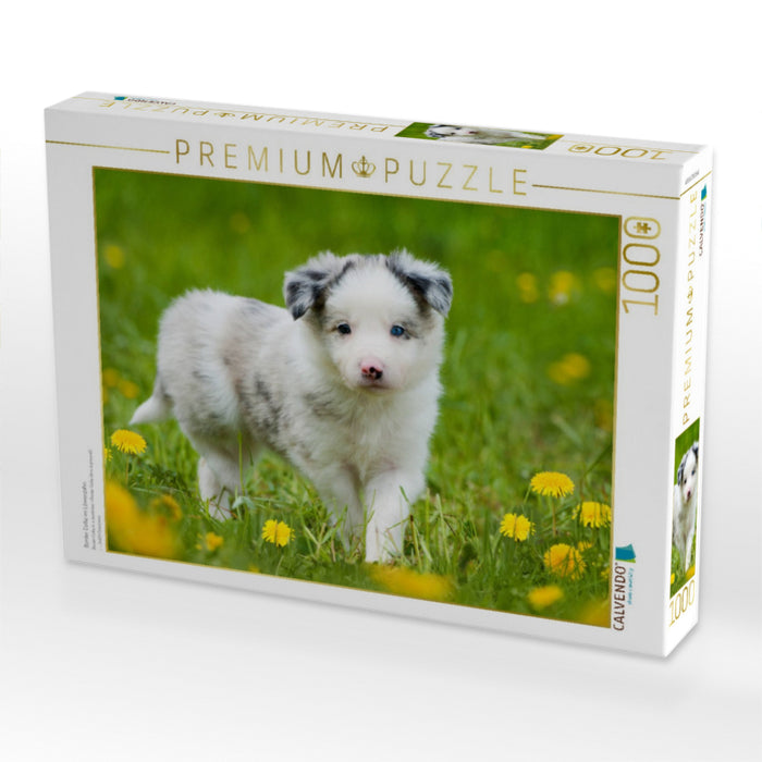 Border Collie im Löwenzahn - CALVENDO Foto-Puzzle'