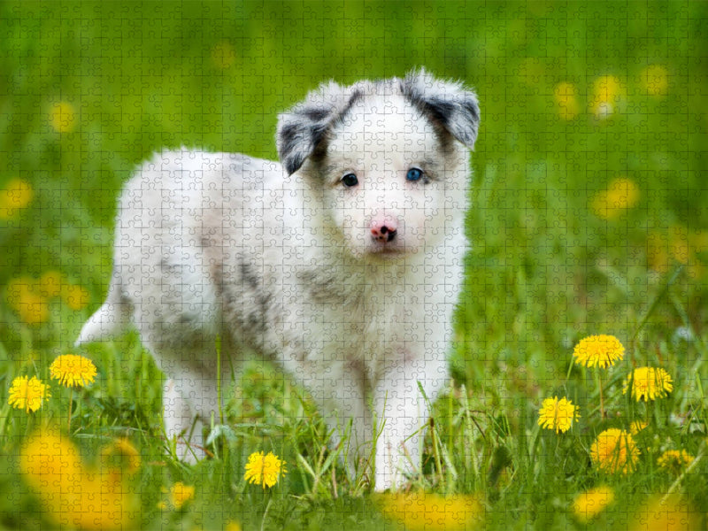 Border Collie im Löwenzahn - CALVENDO Foto-Puzzle'