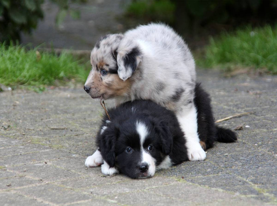 Spielende Australian Shepherds Welpen - CALVENDO Foto-Puzzle'