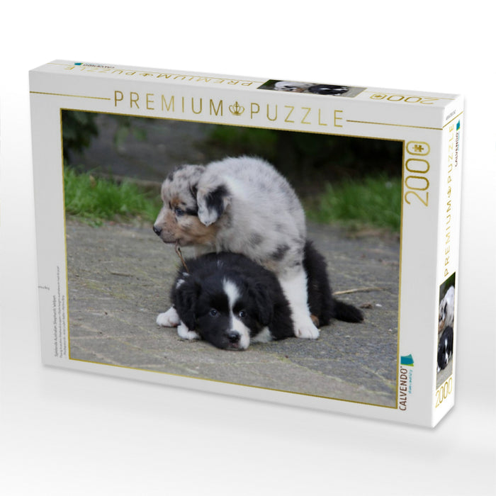 Spielende Australian Shepherds Welpen - CALVENDO Foto-Puzzle'