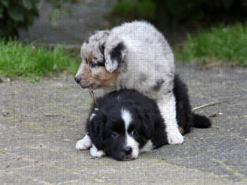Spielende Australian Shepherds Welpen - CALVENDO Foto-Puzzle'