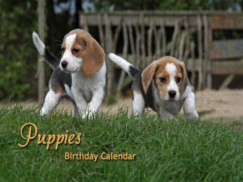 agle Puppies - CALVENDO Foto-Puzzle'